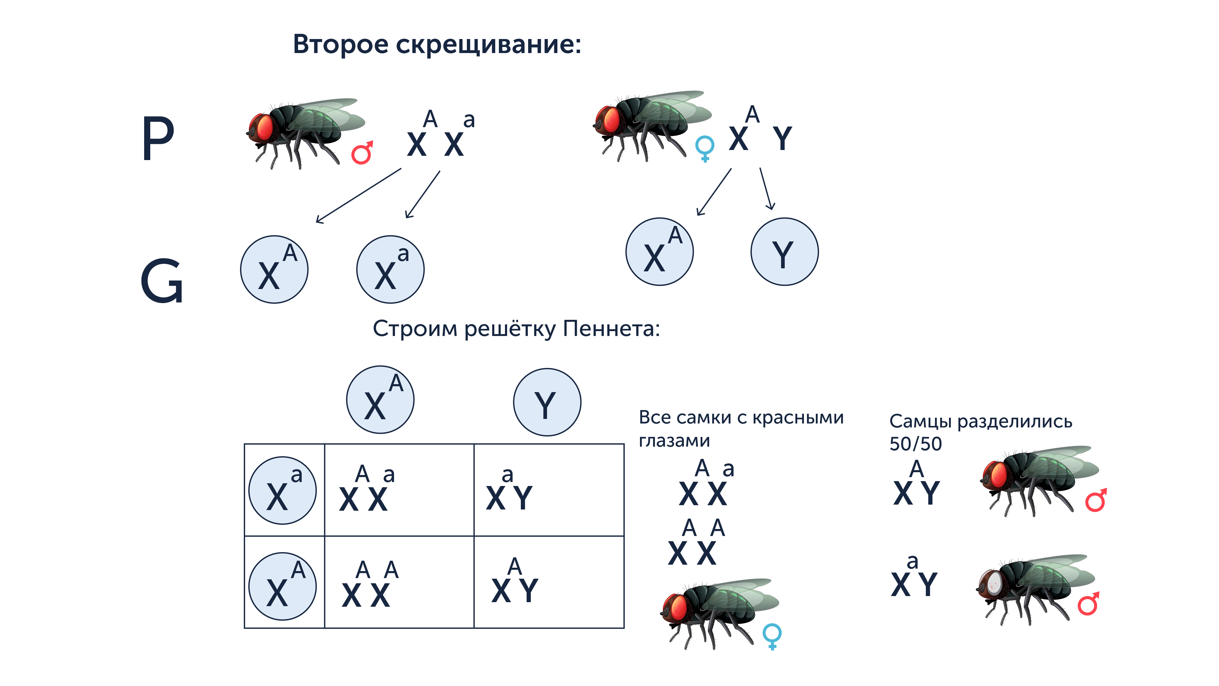 Решение задачи 28 по генетике в ЕГЭ по биологии