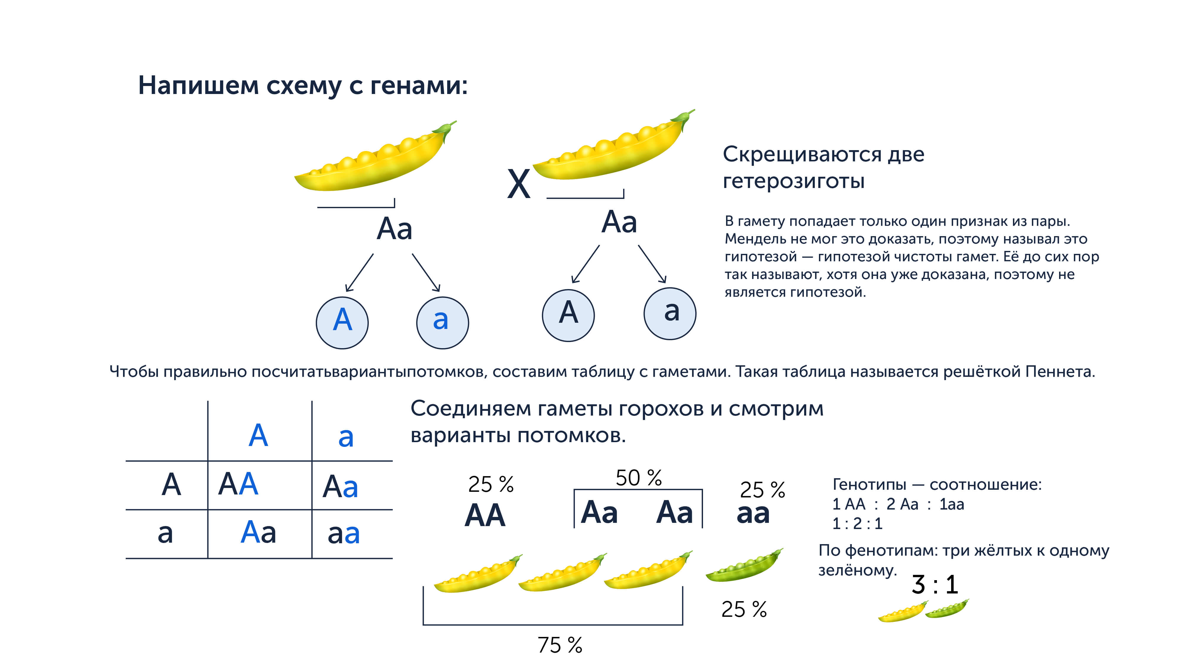 Решение зания 28 в ЕГЭ по биологии